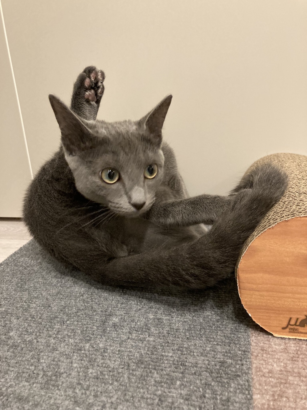 twitter@saku_russian