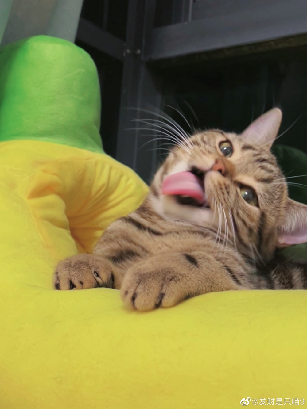 超可愛的虎斑貓，吐舌的樣子超好笑
