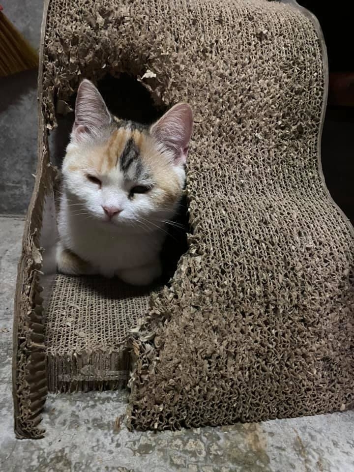 網效：原來養到一隻三花挖土機啊