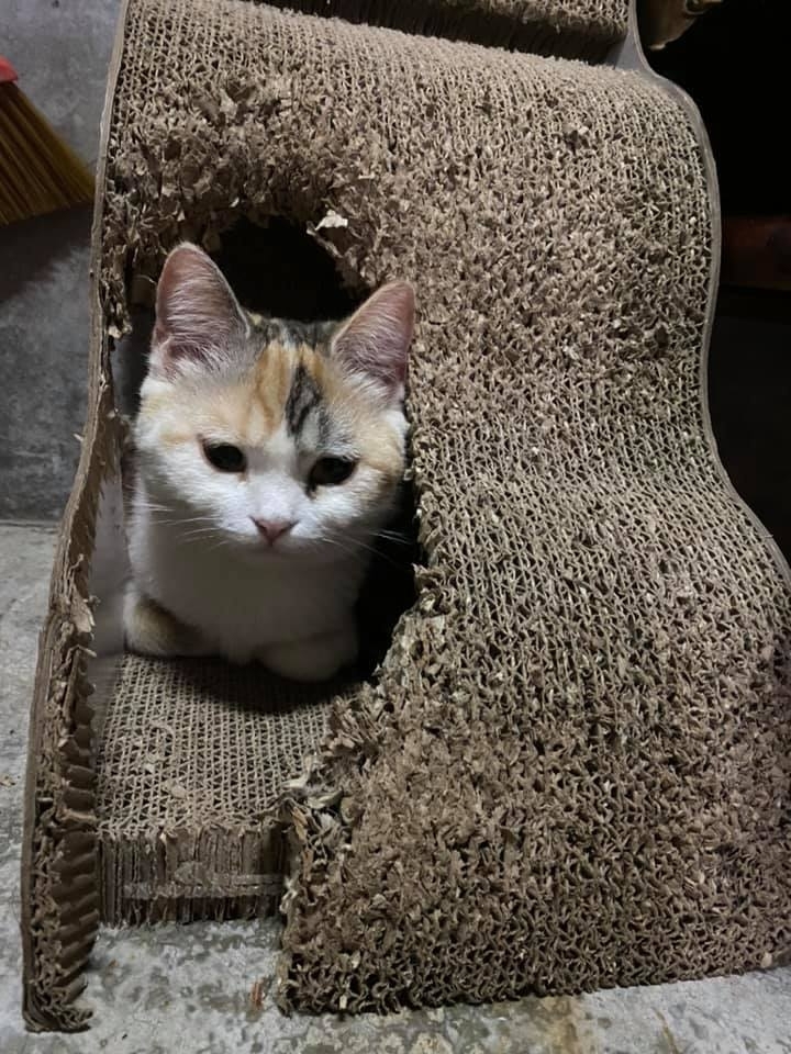 網友家的貓咪，直接把貓抓板開了大洞