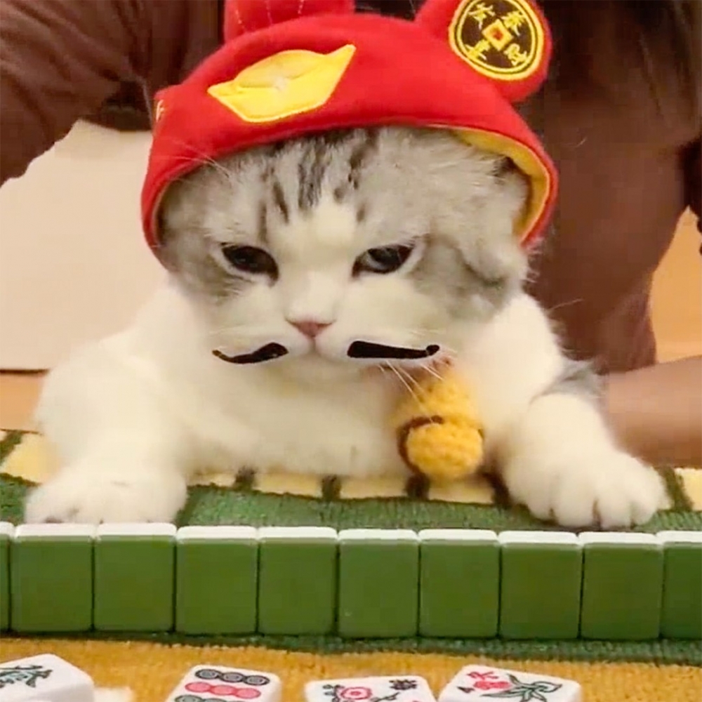 奴才：「乖～這次贏了今年份的罐罐就不愁了～」