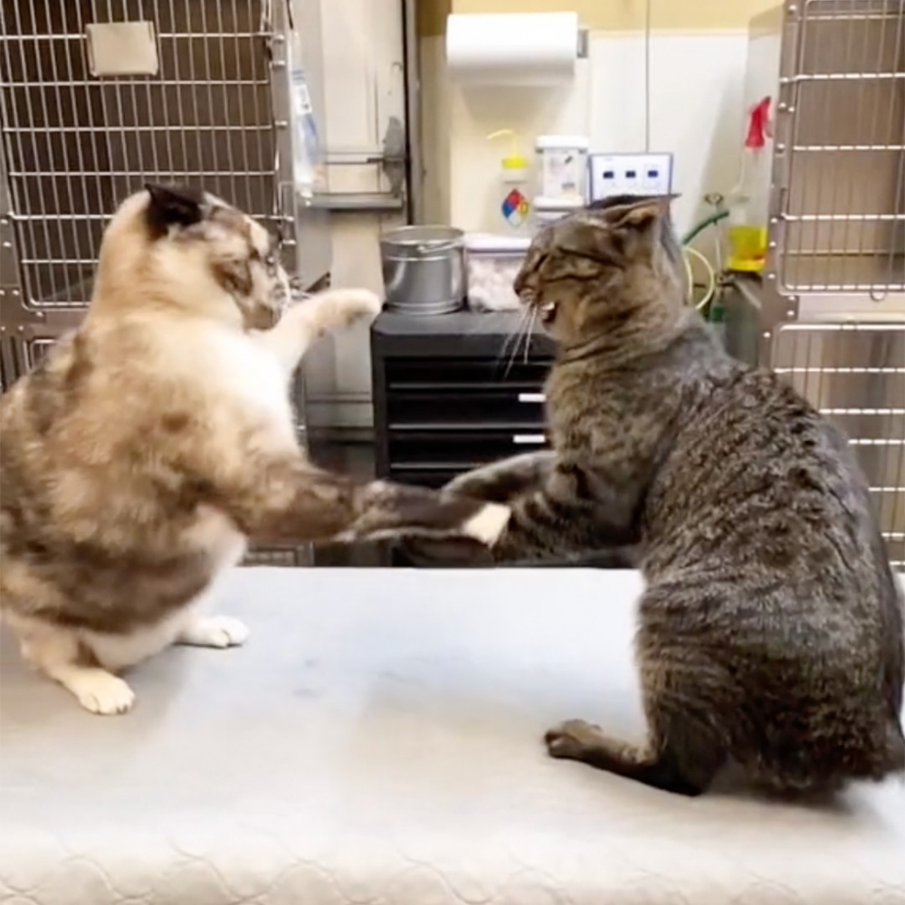 正在照顧····噢對不起！放錯圖片了