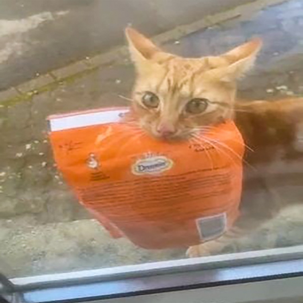 開窗!快讓窩進去~