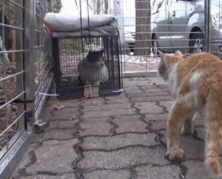 朋友別怕，我來了