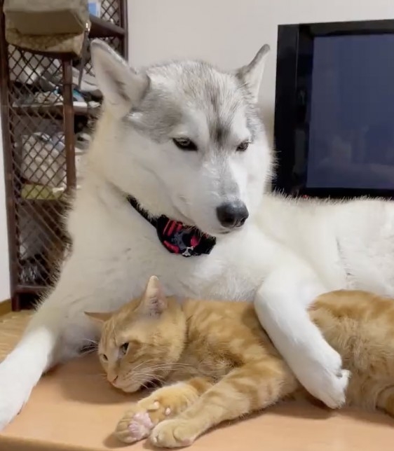 photo from Twitter/@b09a2032c