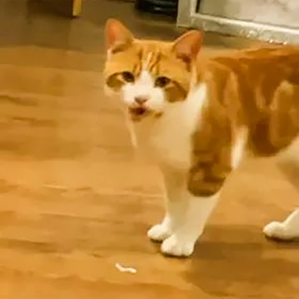 喵:「乾乾~乾乾~快給乾乾!」