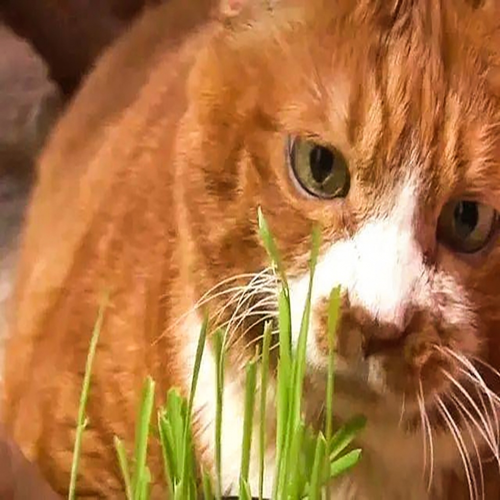 朕今天又要吃「草」了嗎?