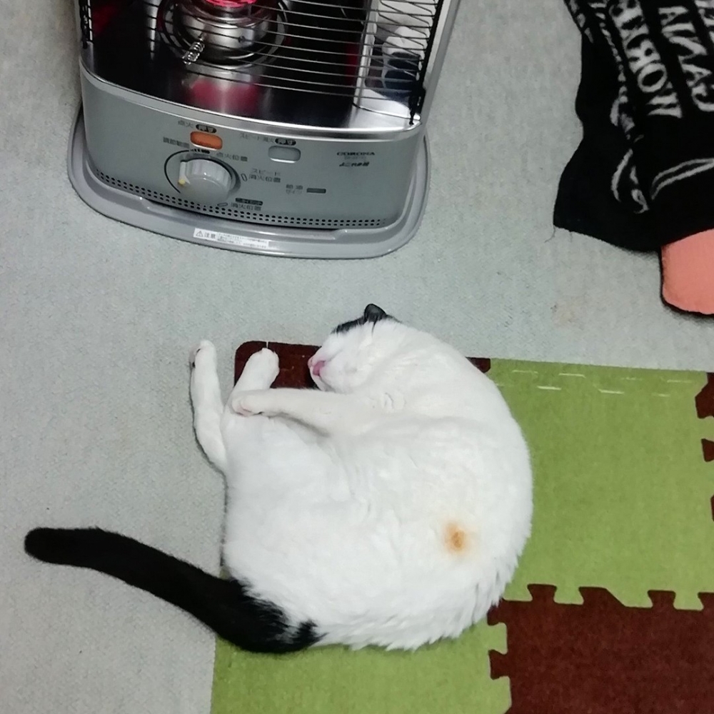 喵：「呼嚕嚕～呼嚕嚕～」