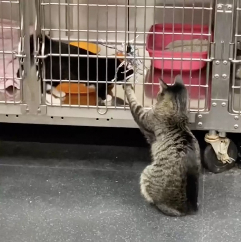 喵：今天感覺如何呀？需要摸摸嗎？