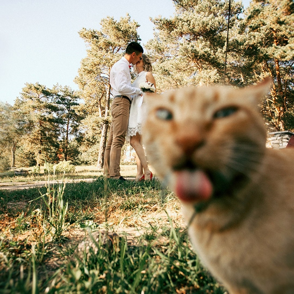 這是「單身喵」的內心真實寫照?？