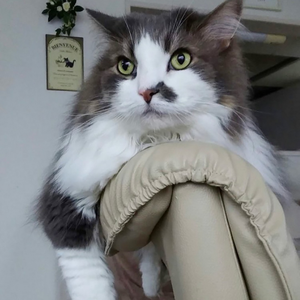 沒有「哀怨臉」時，真是一隻美喵～