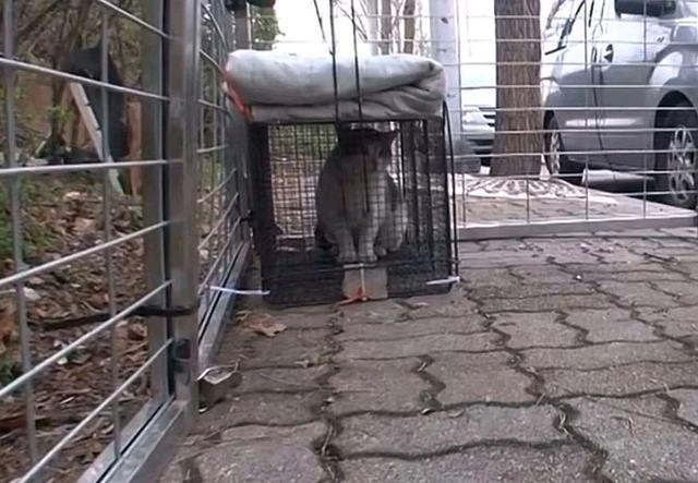 被抓到的虎斑喵