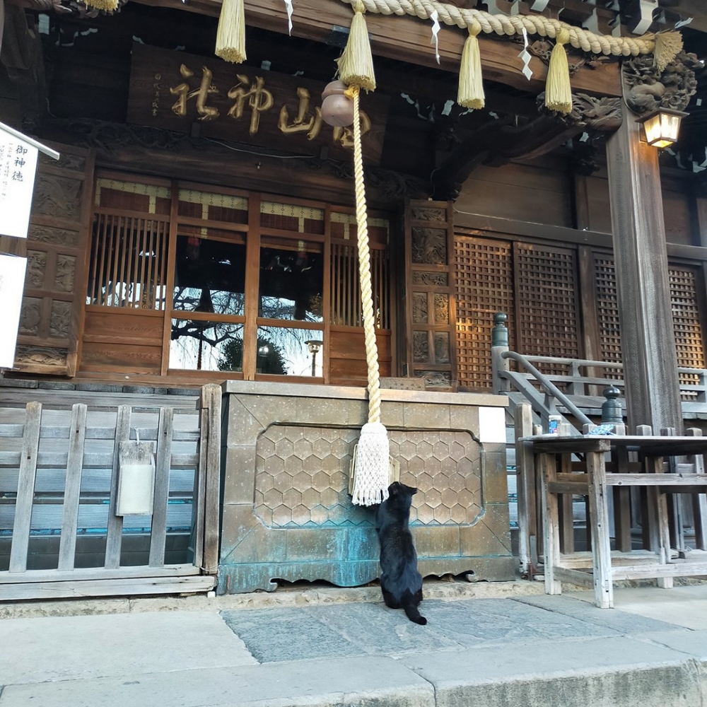 網：「這麼認真地參拜～好得意呀！」