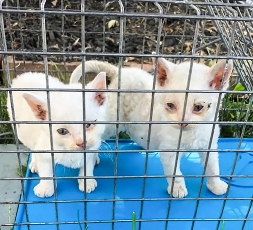 被困在籠子裡的小浪浪