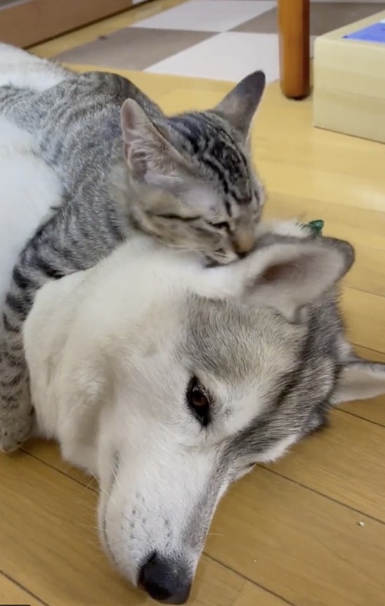 photo from Twitter/@b09a2032c