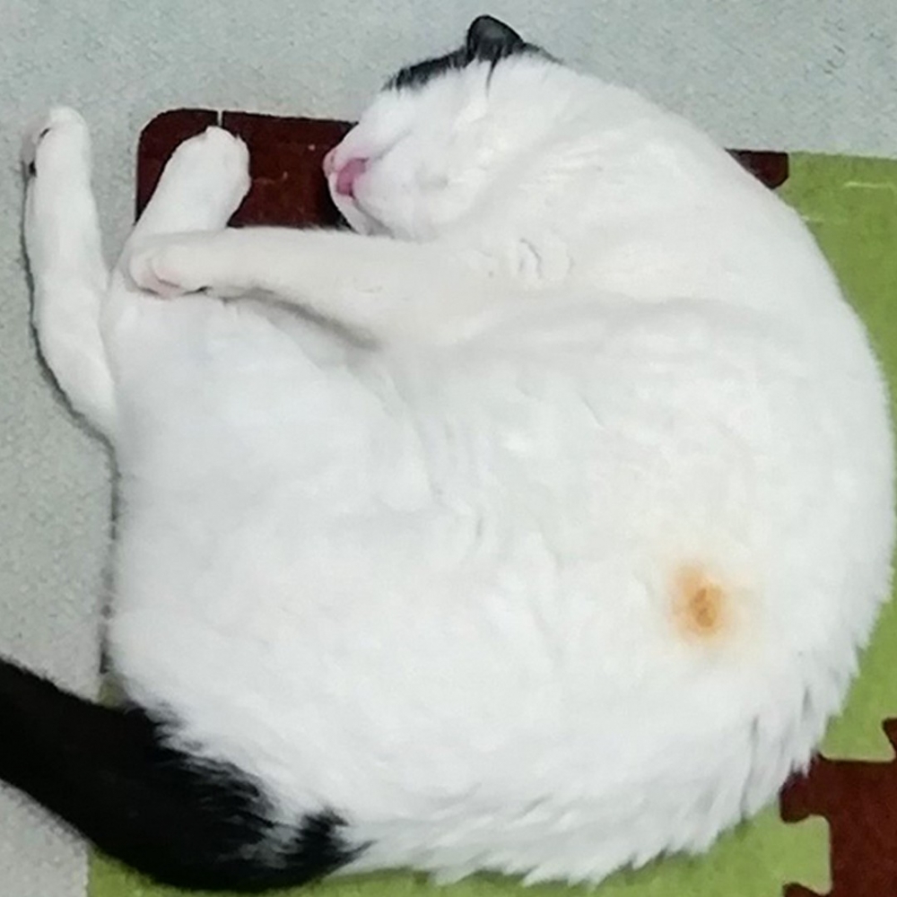 好傢伙！有一大塊毛毛都糊了！