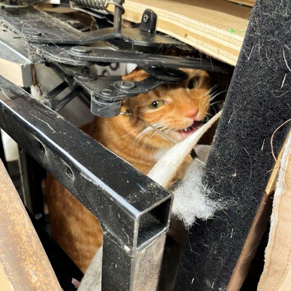 喵：朕已氣死！