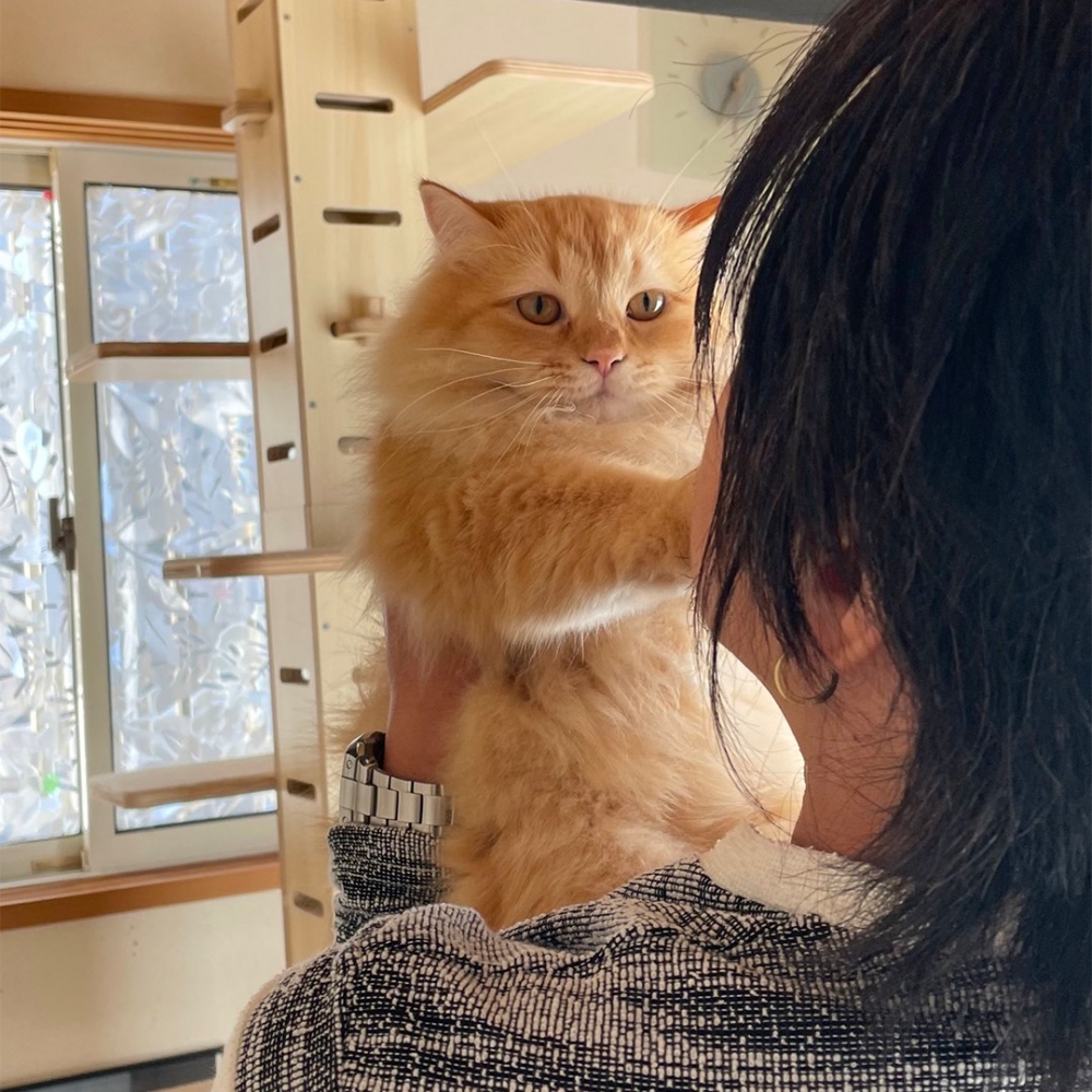 使出「喵喵拳」！