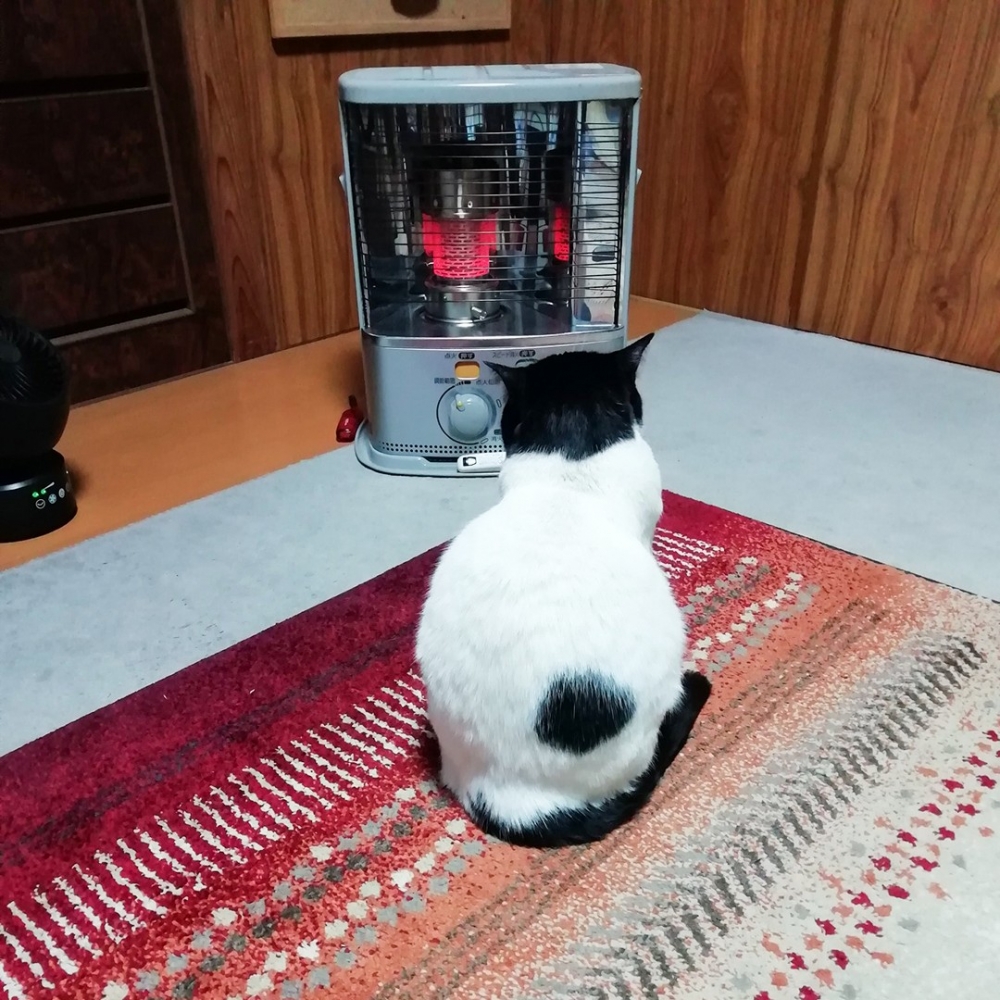 喵：「表白暖爐～喜歡」