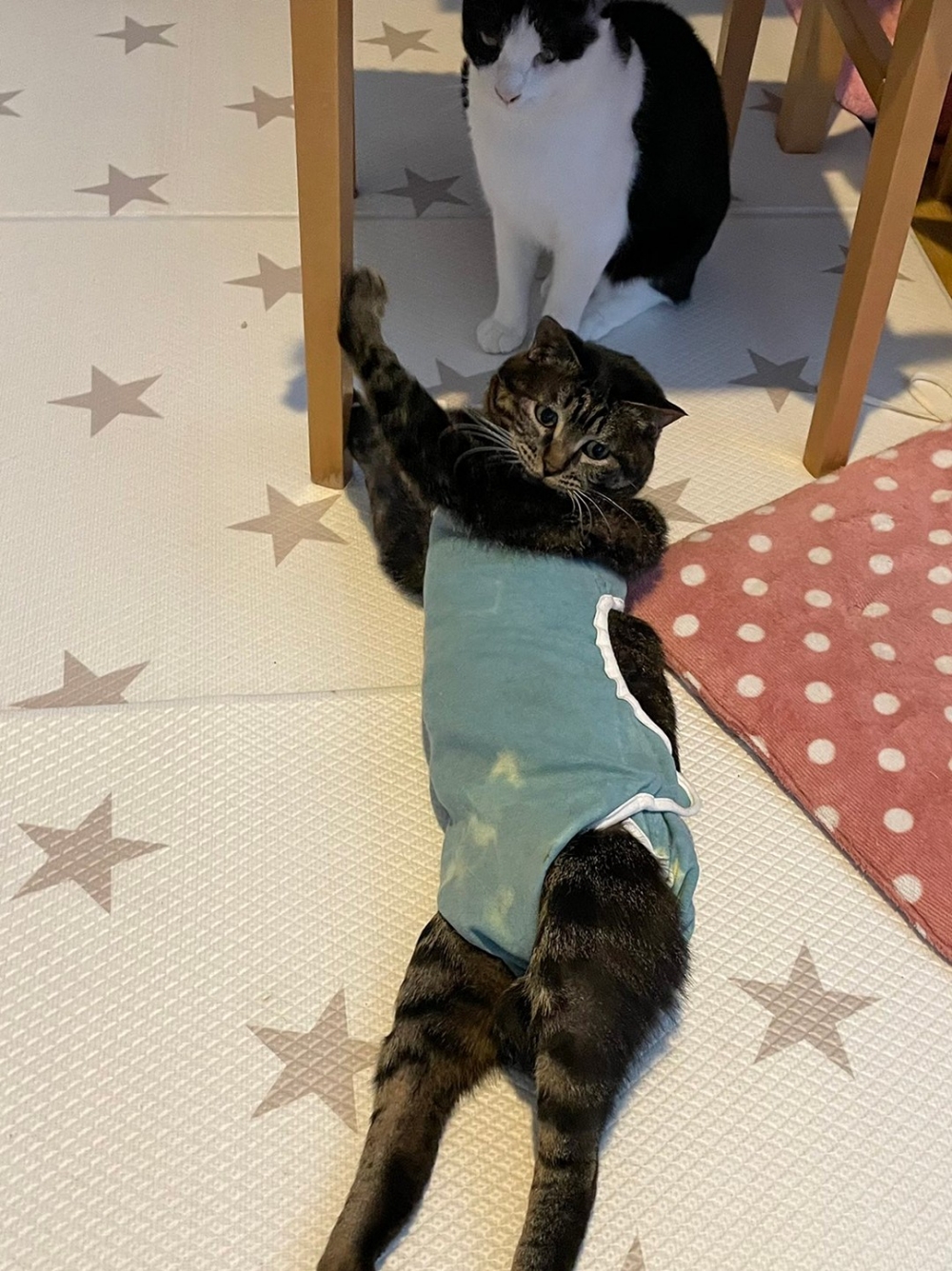 後頭喵：「所以說你幾時才讓朕過去」