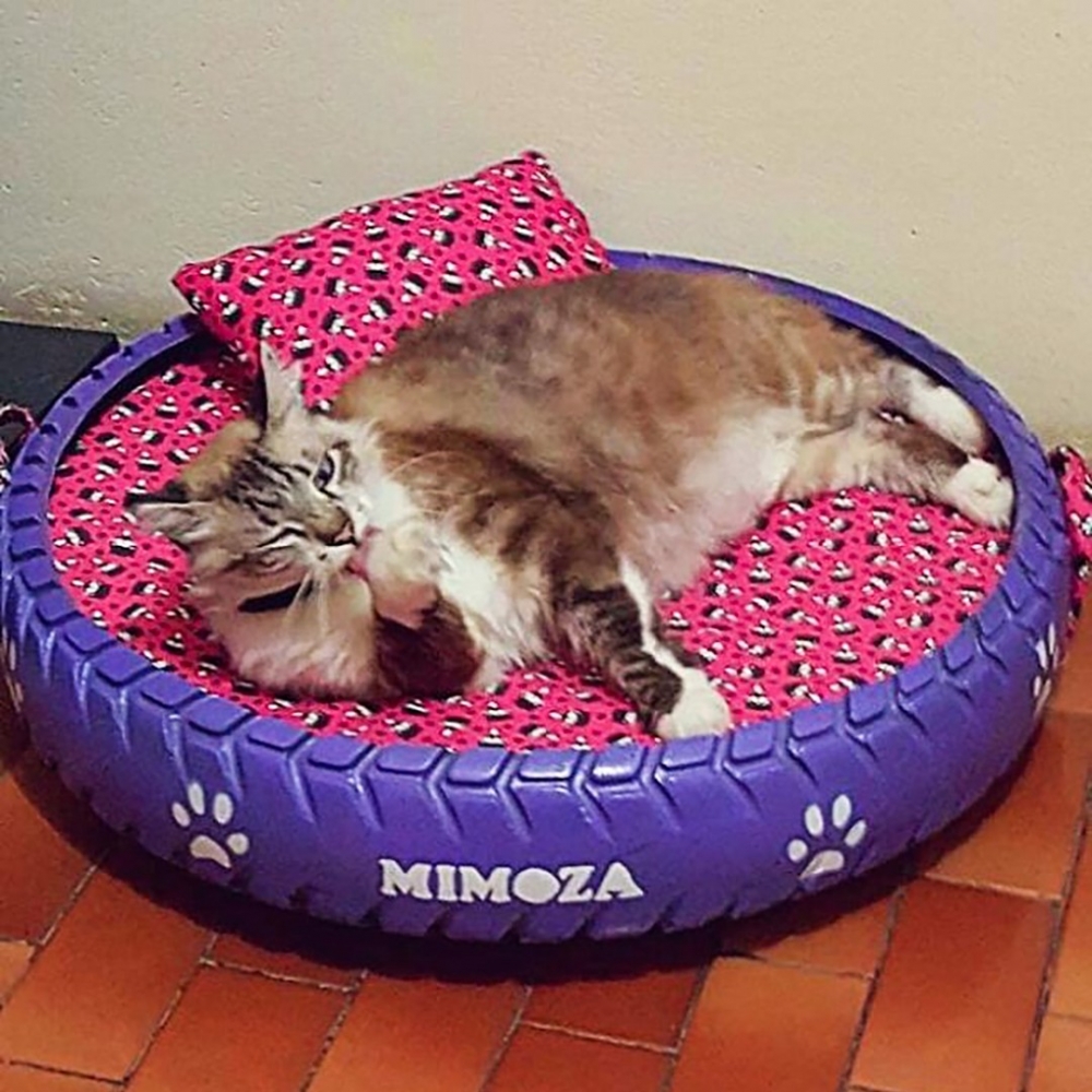 喵：朕挺喜歡這裡的～