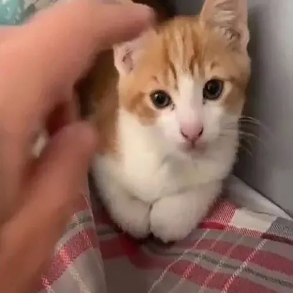 真是軟萌可愛~心空!