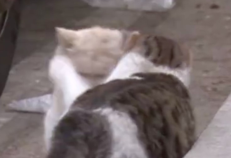 不許欺負我的朋友