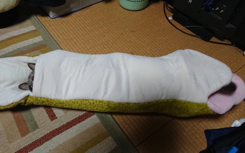 Photo form Twitter/@takeda_ma