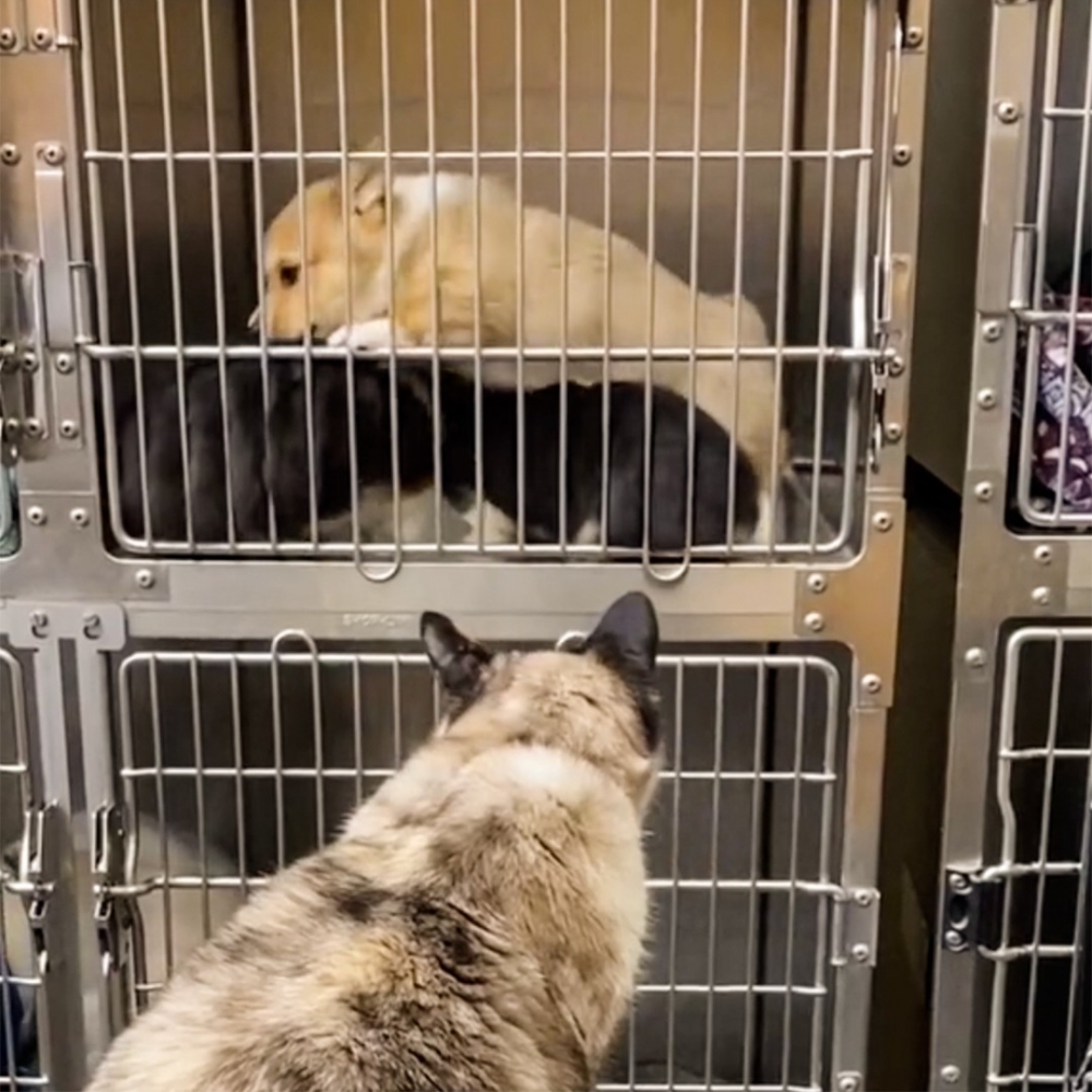 喵：「崽崽們要注意安全呀～」