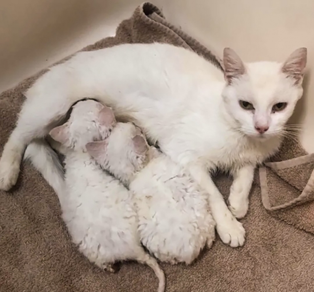 喵:朕來保護你們!