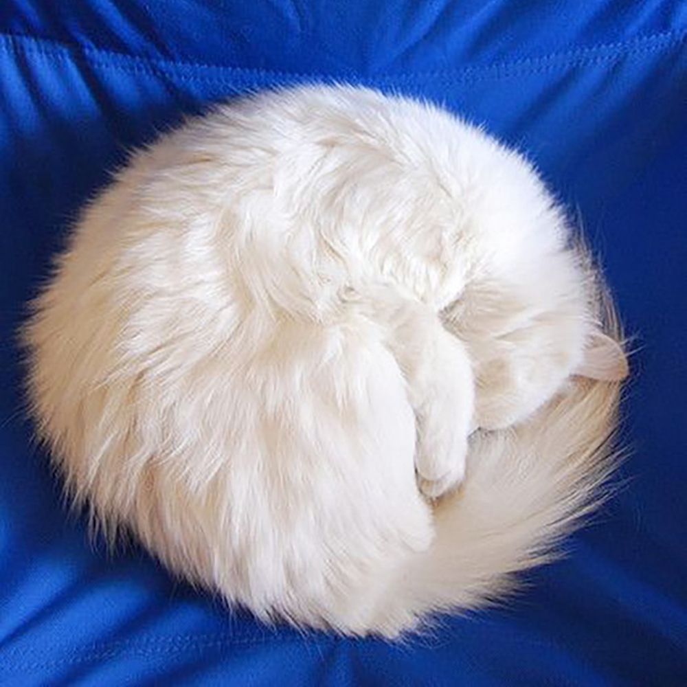 喵:「朕是一隻喵🐱」