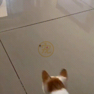 奴才給貓咪製作的小輪椅