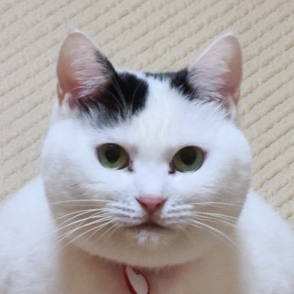 這是同一隻喵？！