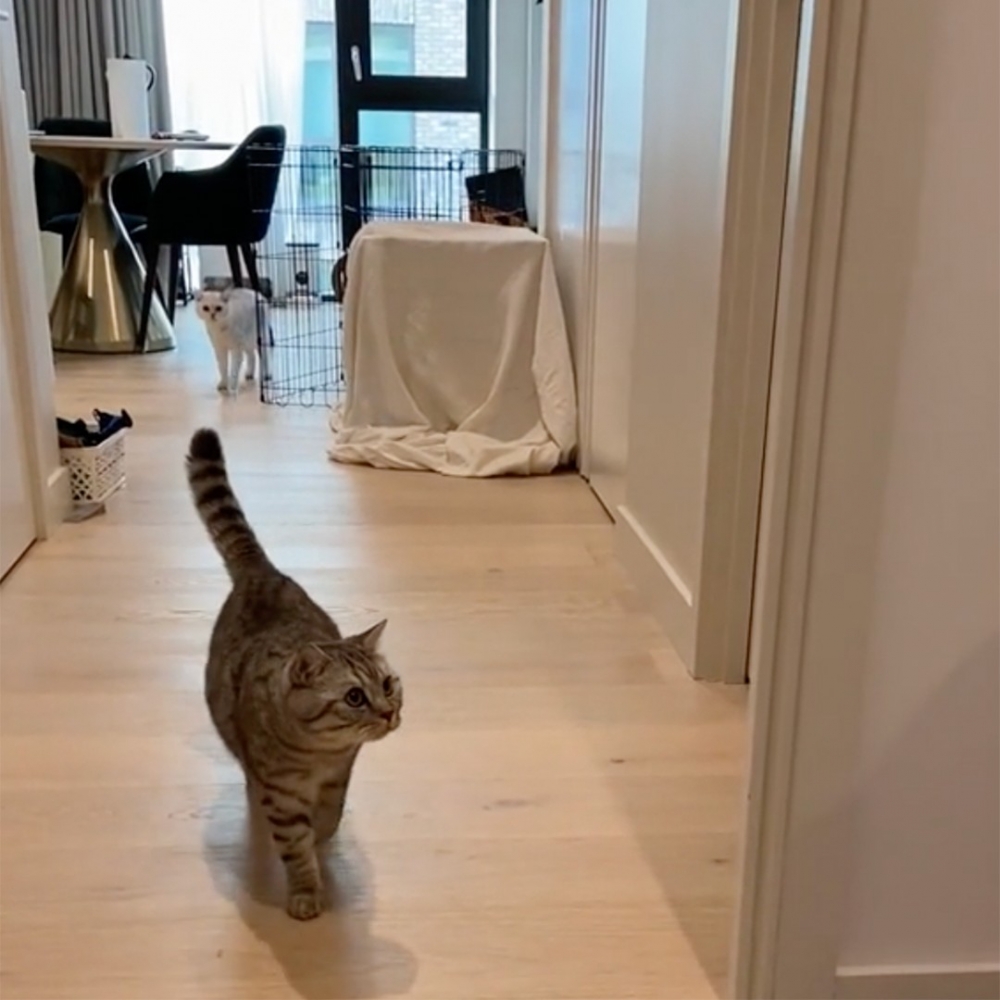 受害喵2號:「······」