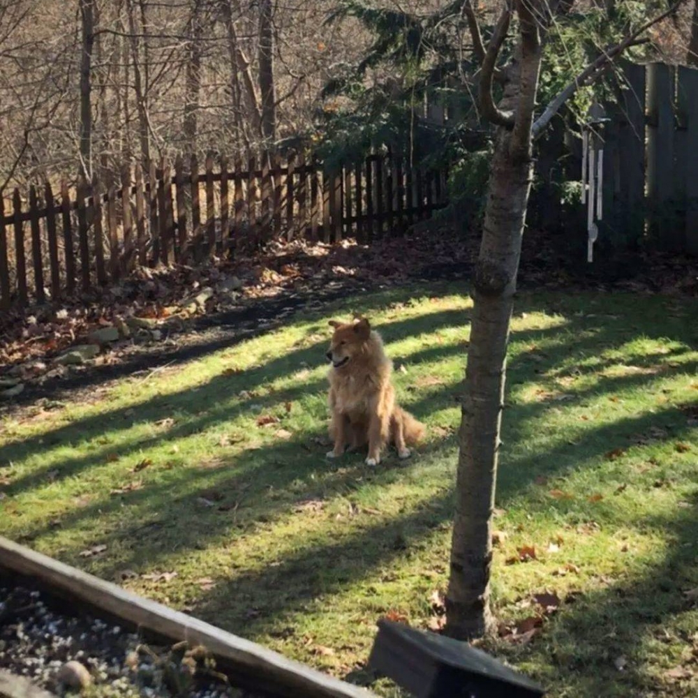 汪星人「貝利」