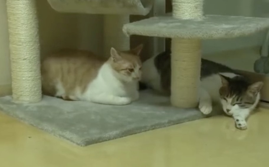 朕今天不想動啦～