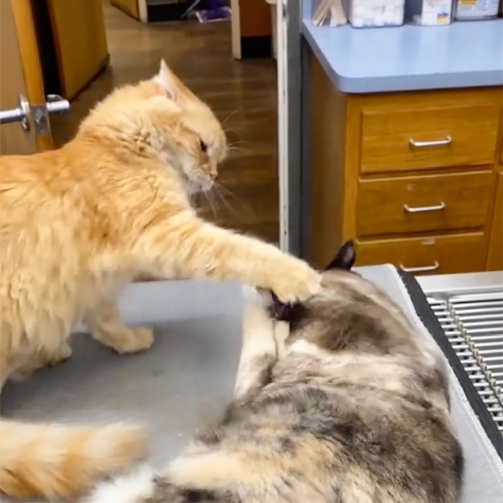 有時候會誤傷友軍～