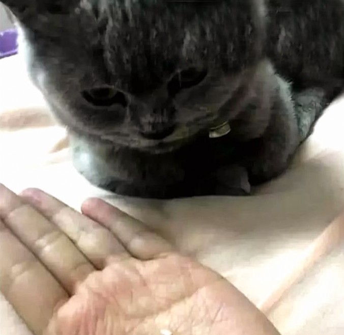 朕的小虎牙（?）