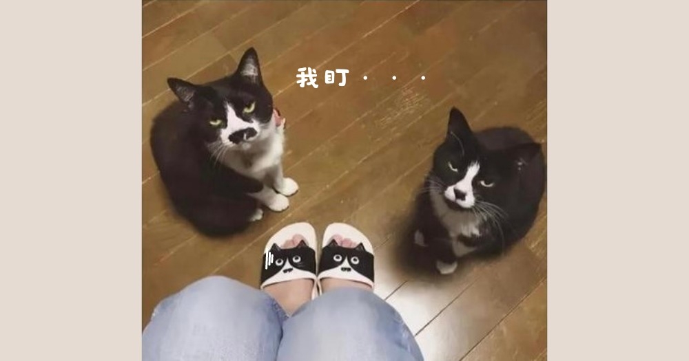 拖鞋:有點慌