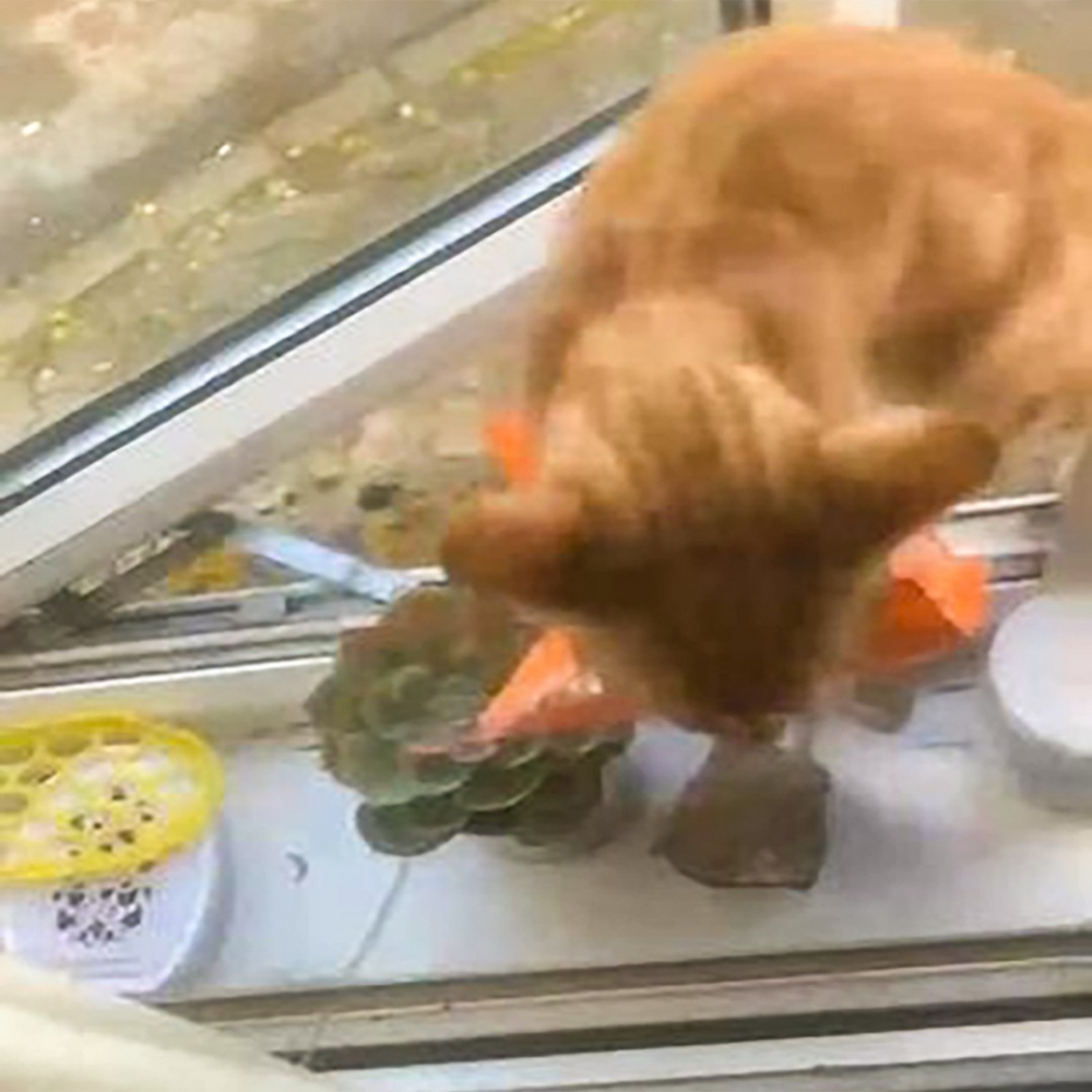 今天可是大餐噢!?