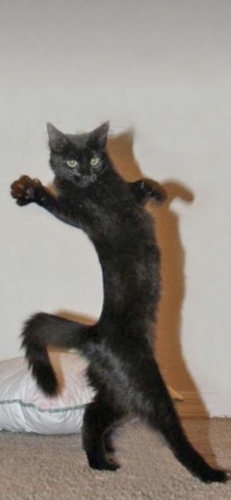 朕就是「貓王」