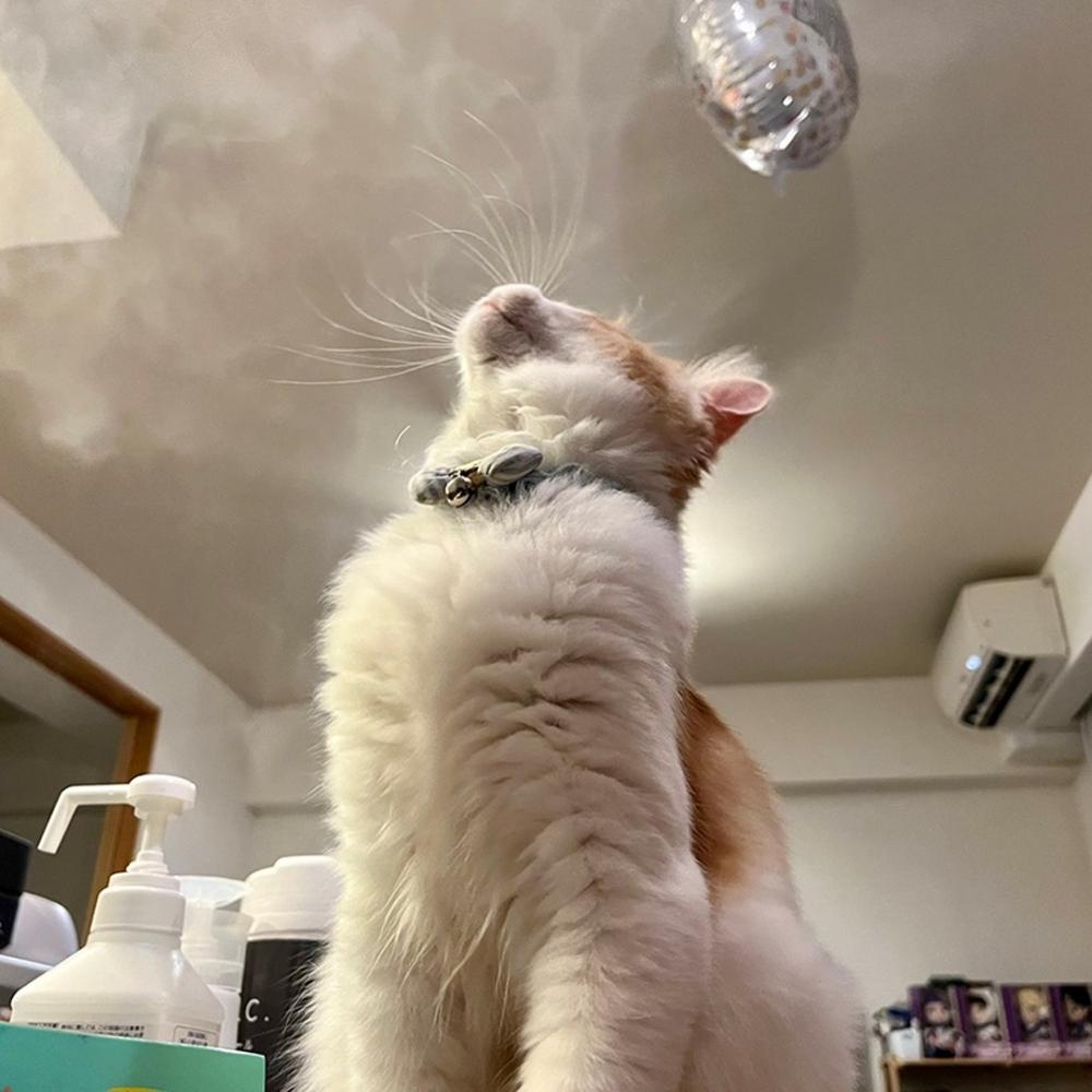 貓咪這麼可愛才不會做壞事呢!