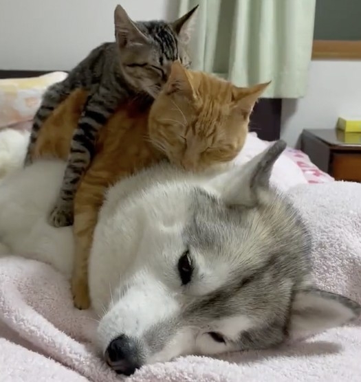 photo from Twitter/@b09a2032c