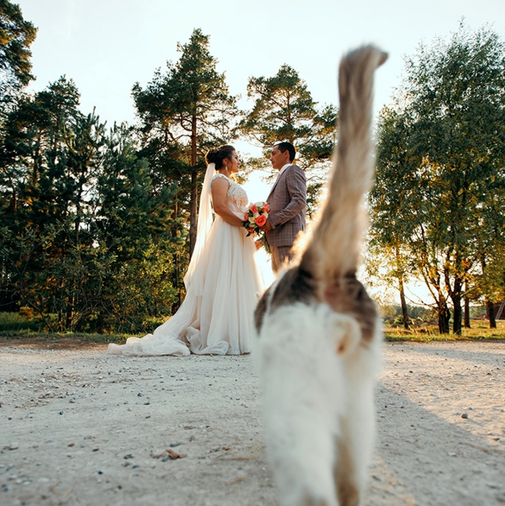 喵：「別在朕面前秀恩愛！」