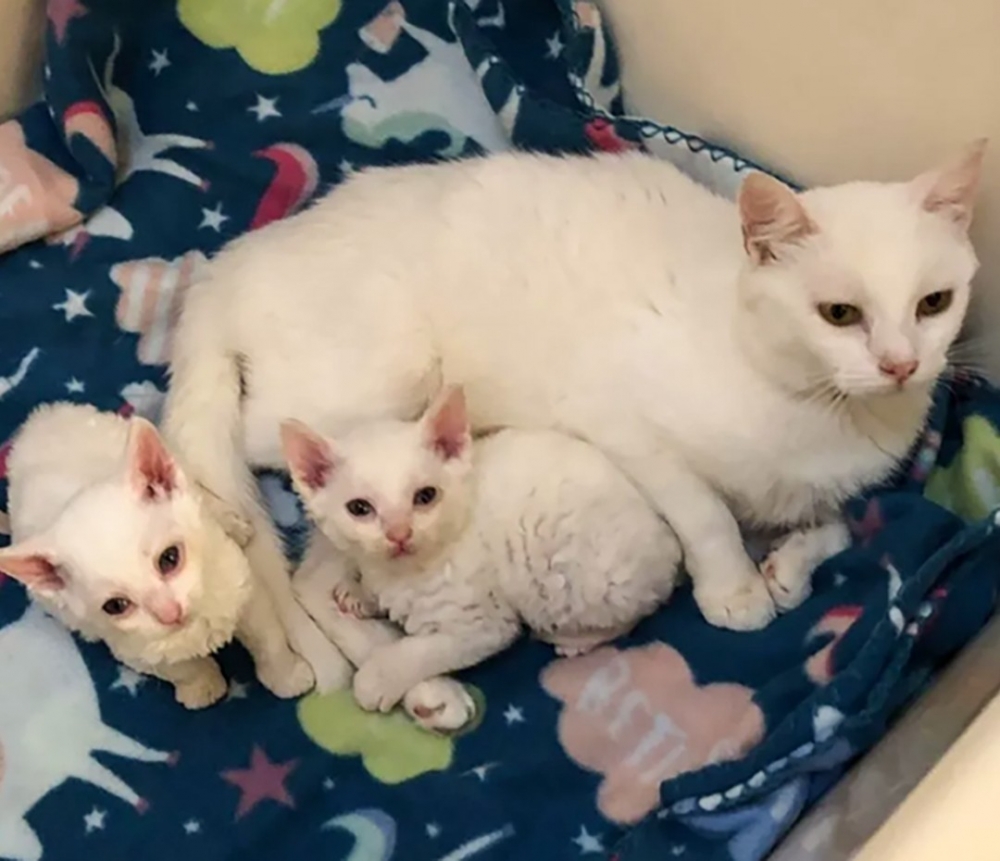 從今天開始朕就是你們的媽媽啦~