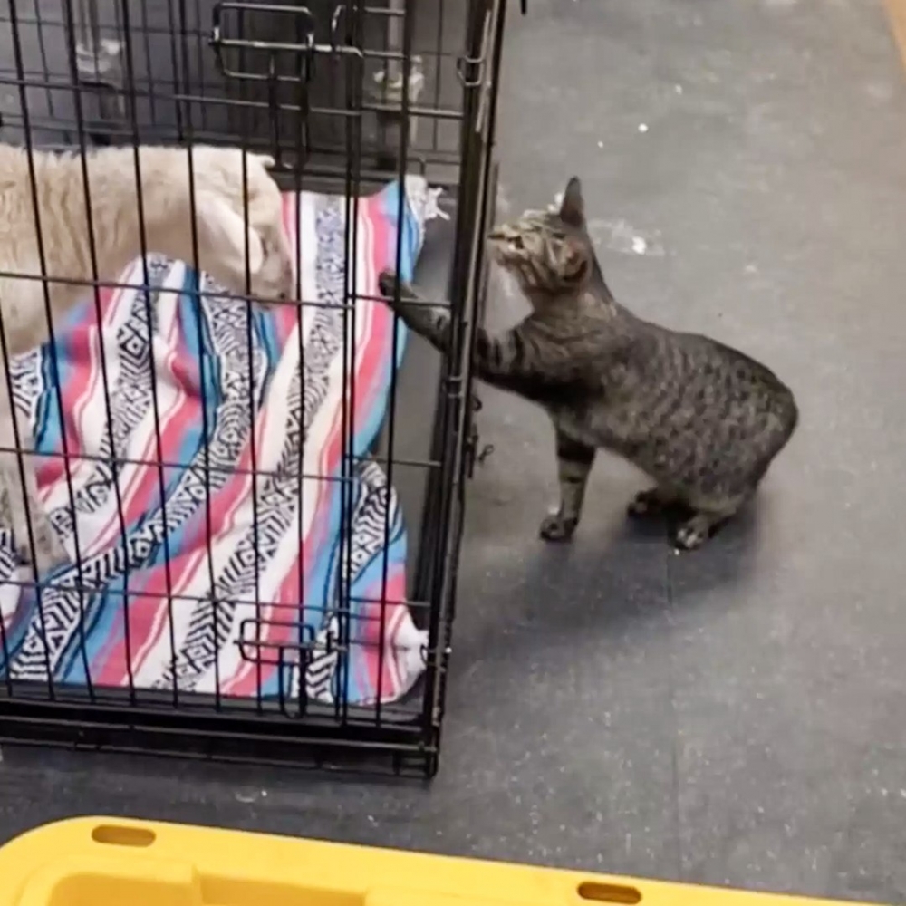 不痛噢～摸摸就不痛了～