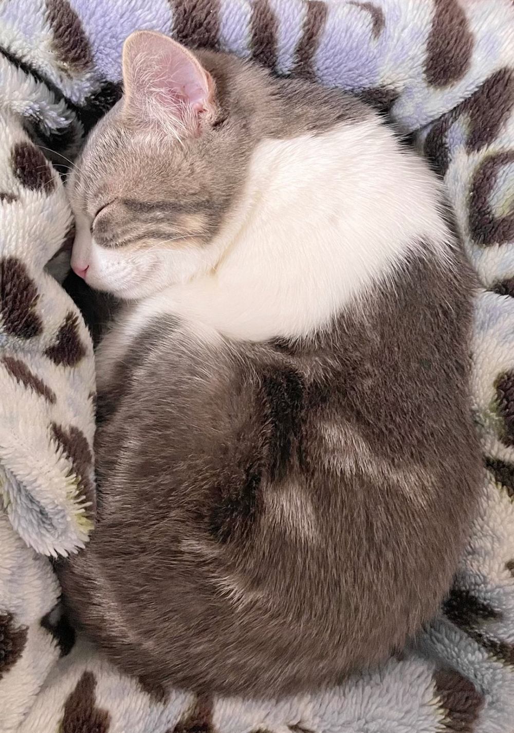 喵：呼嚕嚕～呼嚕嚕～