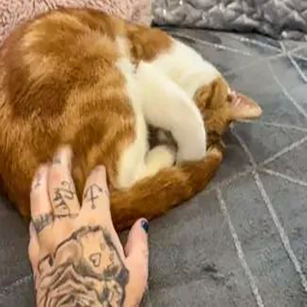 喵:「?隊友奴才!」