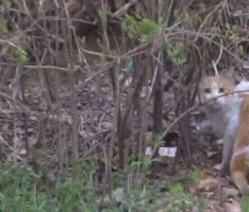 貓咪變得十分害怕人類