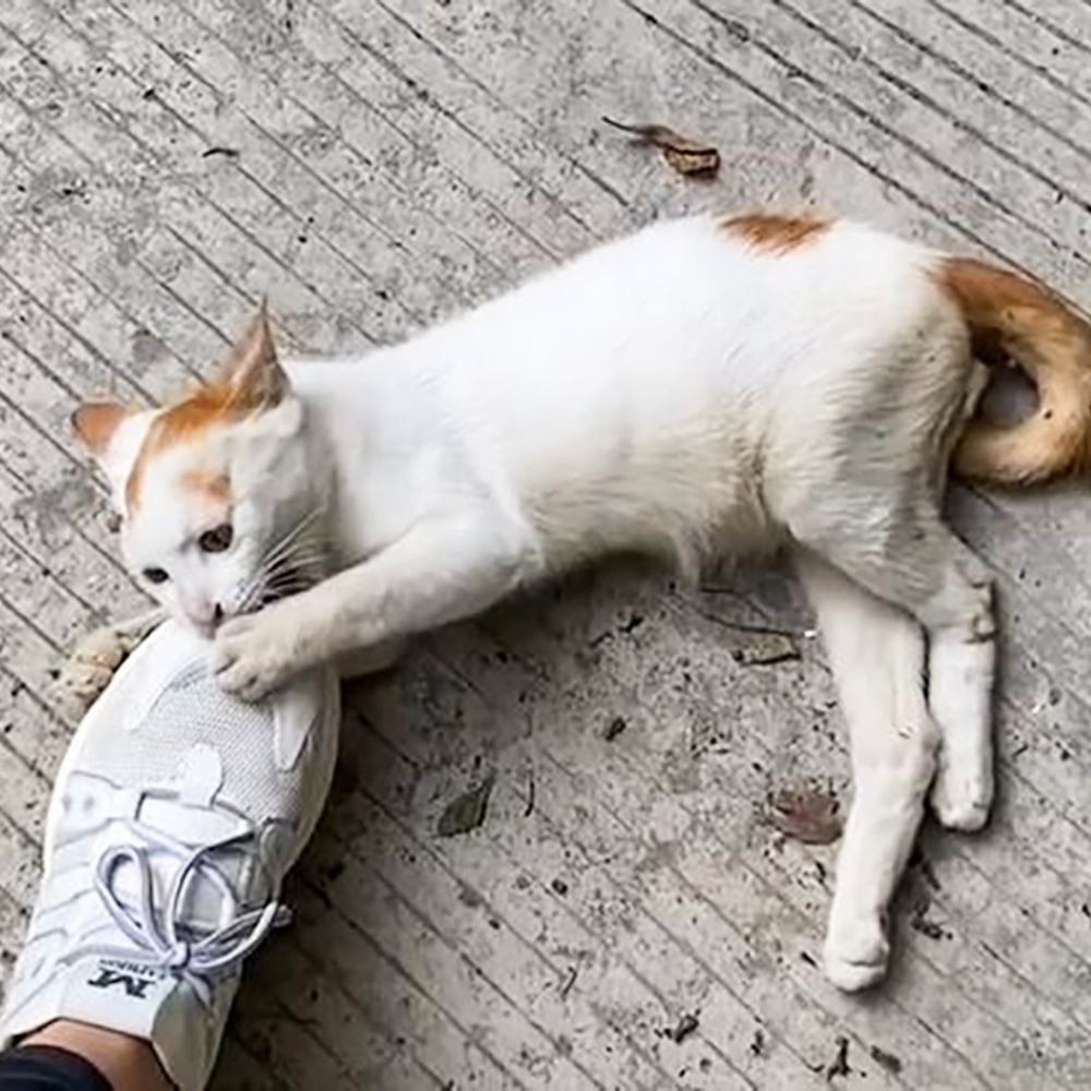 愛撒嬌的小可愛~